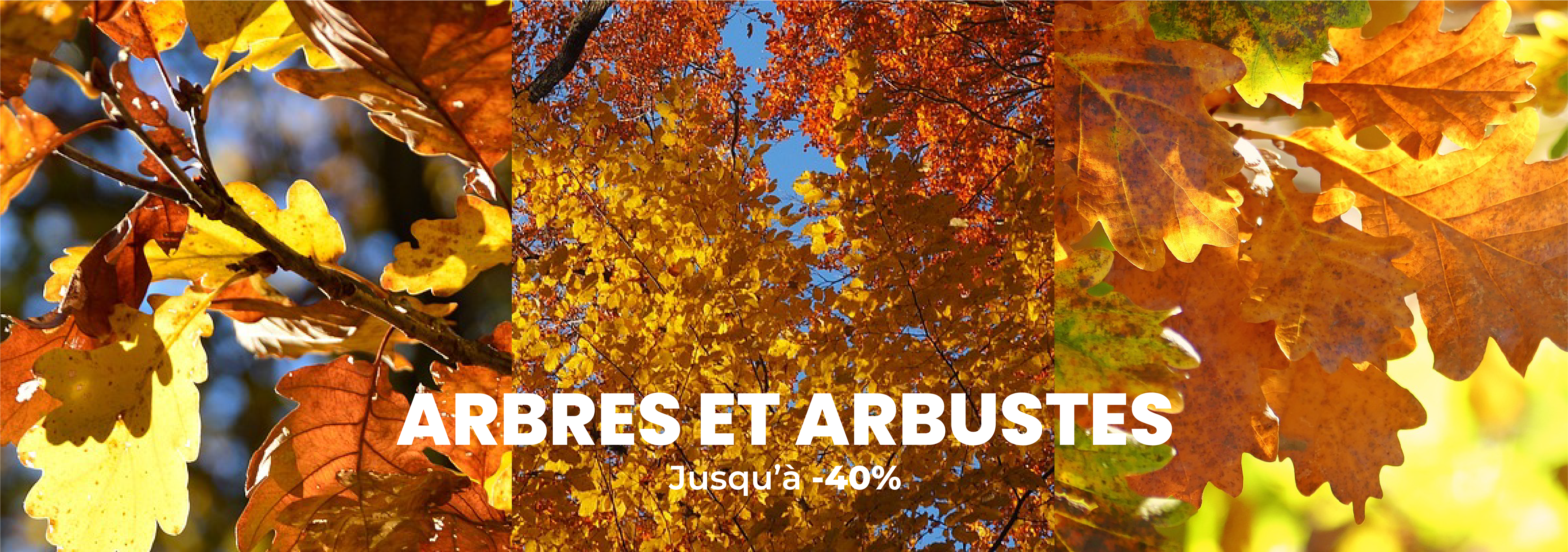 Pépinière en ligne : arbres fruitiers